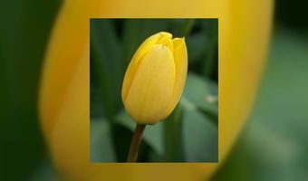 'GTST' nieuwsdossier