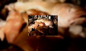 Gebruik minder bekende vissoorten 