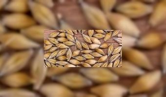 Schimmel in Deens bier