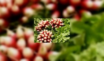 Restaurants New York tegen verspilling