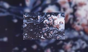 Hogere boetes voor vieze restaurantkeuken