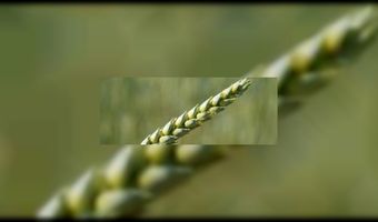 Bakkerij Van der Grijn maakt streekbrood