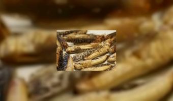 Tante Truus serveert sprinkhanen