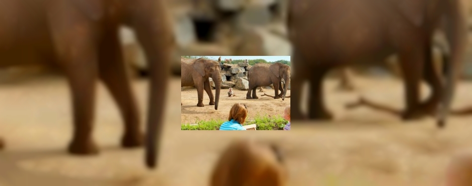 Safaripark Beekse Bergen breidt uit met hotels