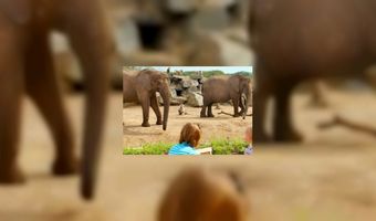 Safaripark Beekse Bergen breidt uit met hotels