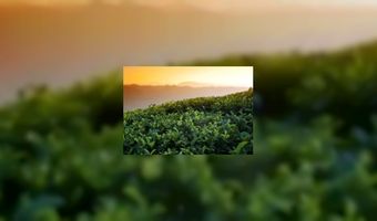 Thee ook ongevraagd met suiker