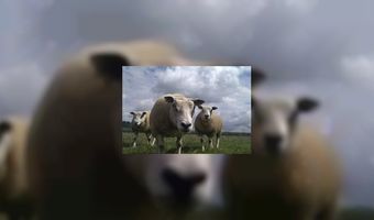 Groot succes: schapen in cafÃ© (video)