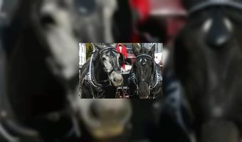 Valk Partycatering naar Monaco 