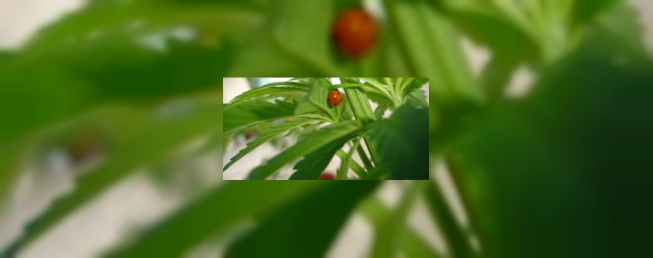 Brood met een vleugje hennep