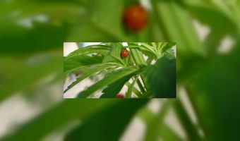 Brood met een vleugje hennep