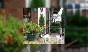 Meer dan helft hotels weert huisdieren