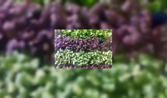 Hoe maakt men cressen