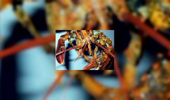 Megakreeft teruggezet in zee