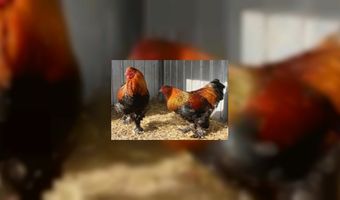 Bram en Bert zoeken een b&b