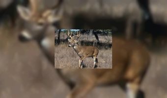 Hertenvlees is populair bij restaurateurs