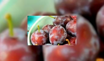 Bourgondisch op biologische wijze 