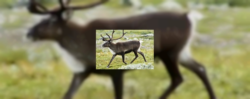 CafÃ© De Buren Boekelo zoekt rendieren