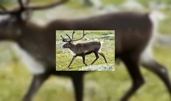 CafÃ© De Buren Boekelo zoekt rendieren