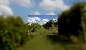 W&O Biologische wijn 