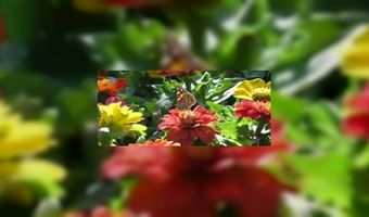 Nieuwe bed&breakfast in Hoogerheide