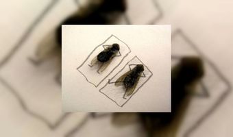 Gratis vliegenlamp voor lunchrooms!