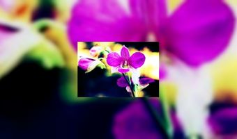 Zwitserse topchef overleden