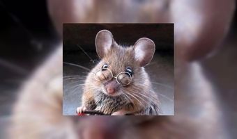 Let op... Bij muizen