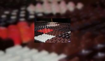 Kampioenen op Bakkersvak 2013