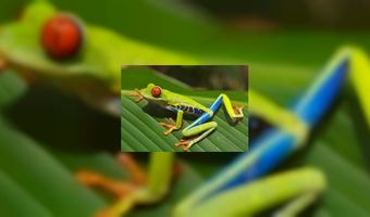 Nieuwe snack: kikkerburger