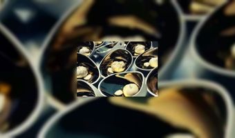 Olivier introduceert nieuw organisch servies