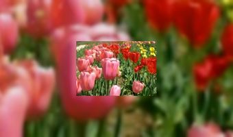 Toeristen kiezen voor kikkerland