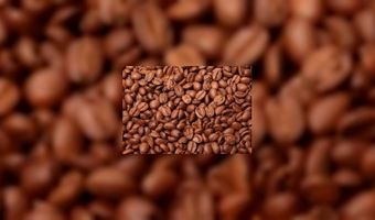 Koffieplant sterft mogelijk uit