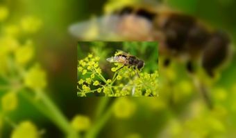 Hotel brouwt eigen honingbier