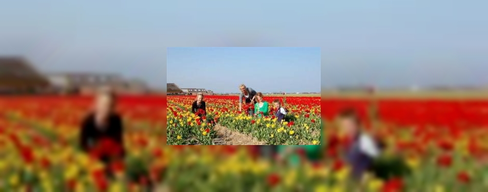 Het Roer Om: Bed & Breakfast en Pluktuin Tulpen & Zo, Julianadorp