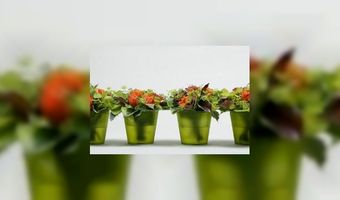 Hotel- en restaurantgasten houden van bloemen