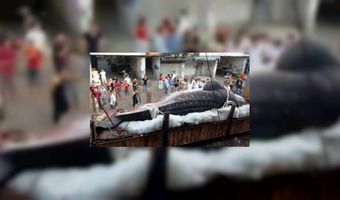 Visje van 1.770 kilo te groot voor de keuken