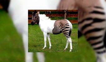 Is het een cafÃ© of lunchroom?