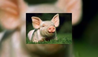 Nederlander eet meeste biovarken van Europa