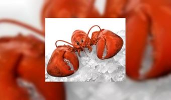 Kreeftenfestival bij Holiday Inn