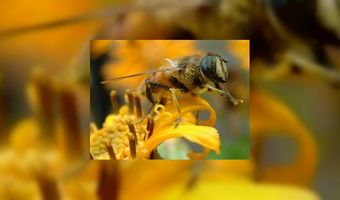 Eerste bijenhotel in Leiden geplaatst