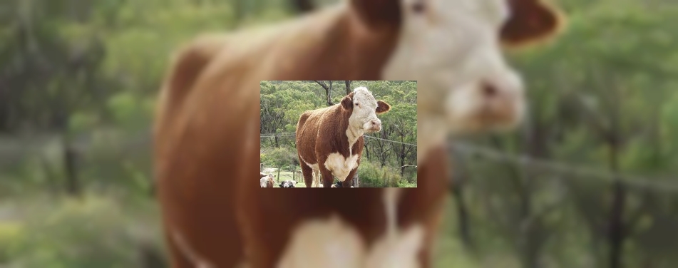 Lekker steak eten naast opgezette koe