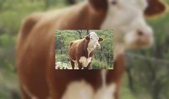 Lekker steak eten naast opgezette koe