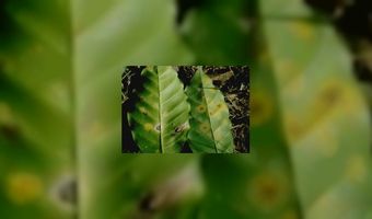 Koffie Guatemala in moeilijkheden