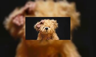 Britten kunnen niet zonder hun teddybeer