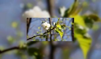 Floriade moet veel toeristen trekken