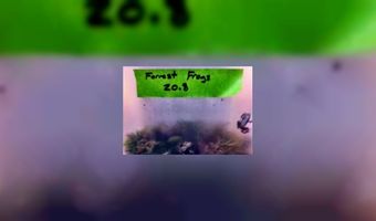 Boskikkers op menu restaurant Noma