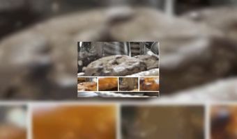 Video: waanzinnig mooi gedecoreerde koekjes