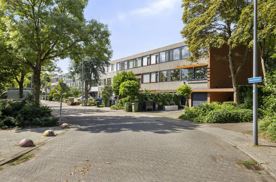 Akkerdistel 15