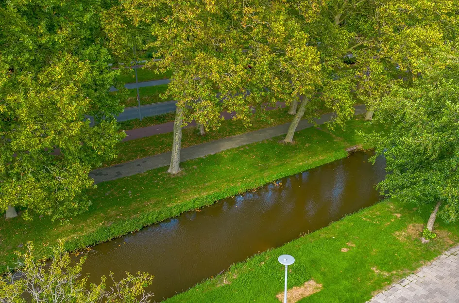 Andoorn 5