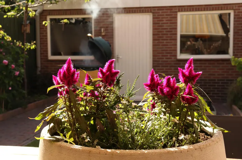 Kanariestraat 35